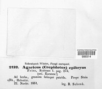 Crepidotus epibryus image